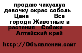 продаю чихуахуа девочку,окрас соболь › Цена ­ 25 000 - Все города Животные и растения » Собаки   . Алтайский край